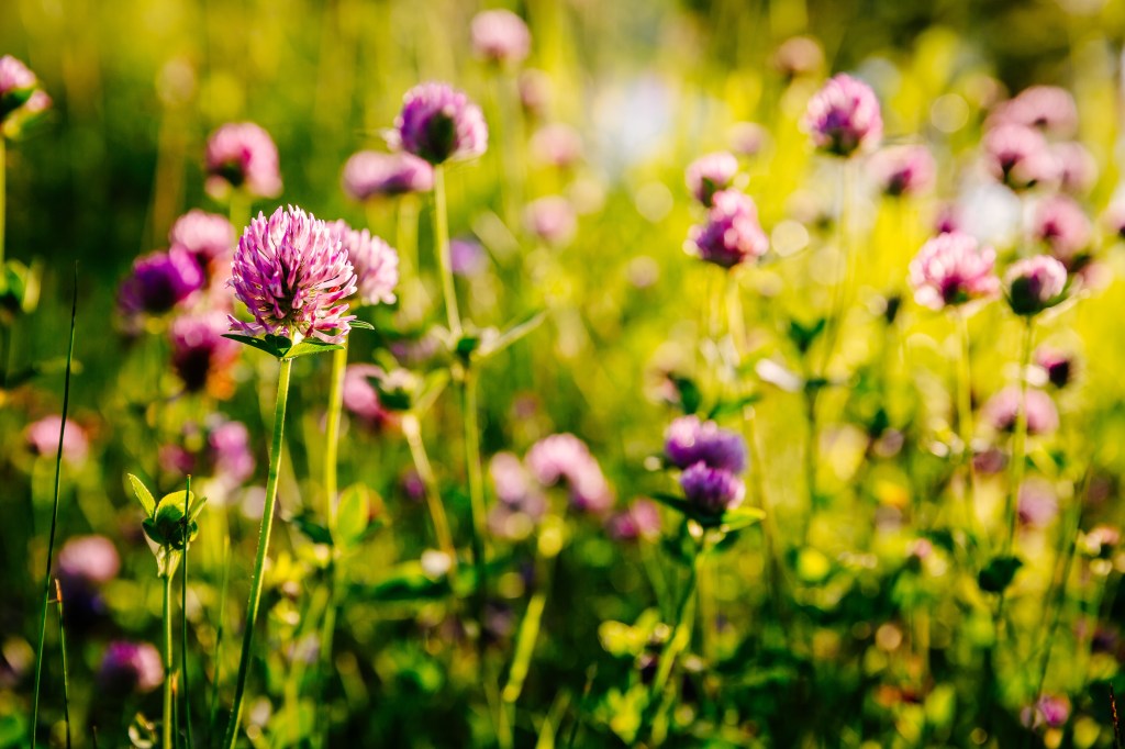 Local INsider | March 2026